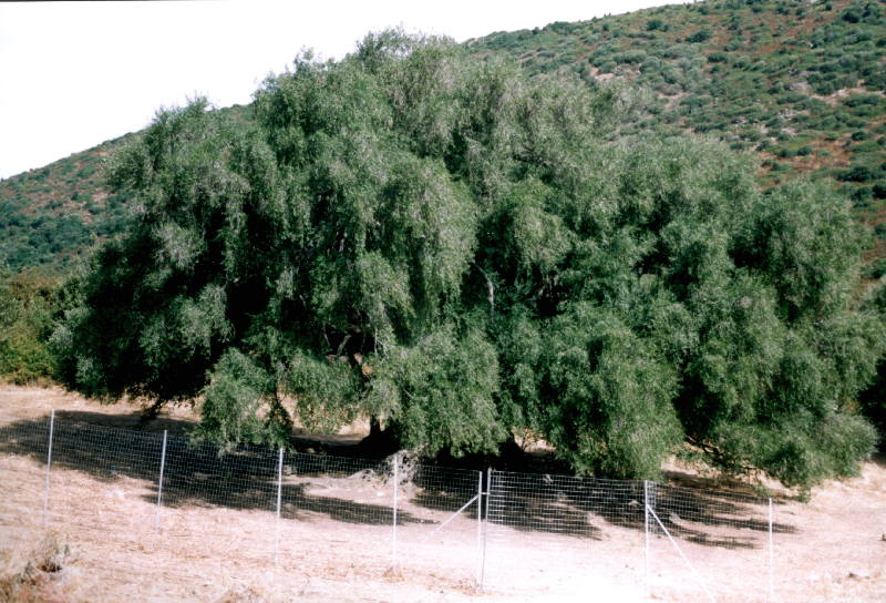 Olivastro Olea Silvestris